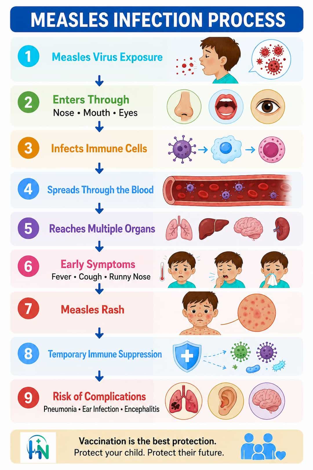 Measles Infection Process