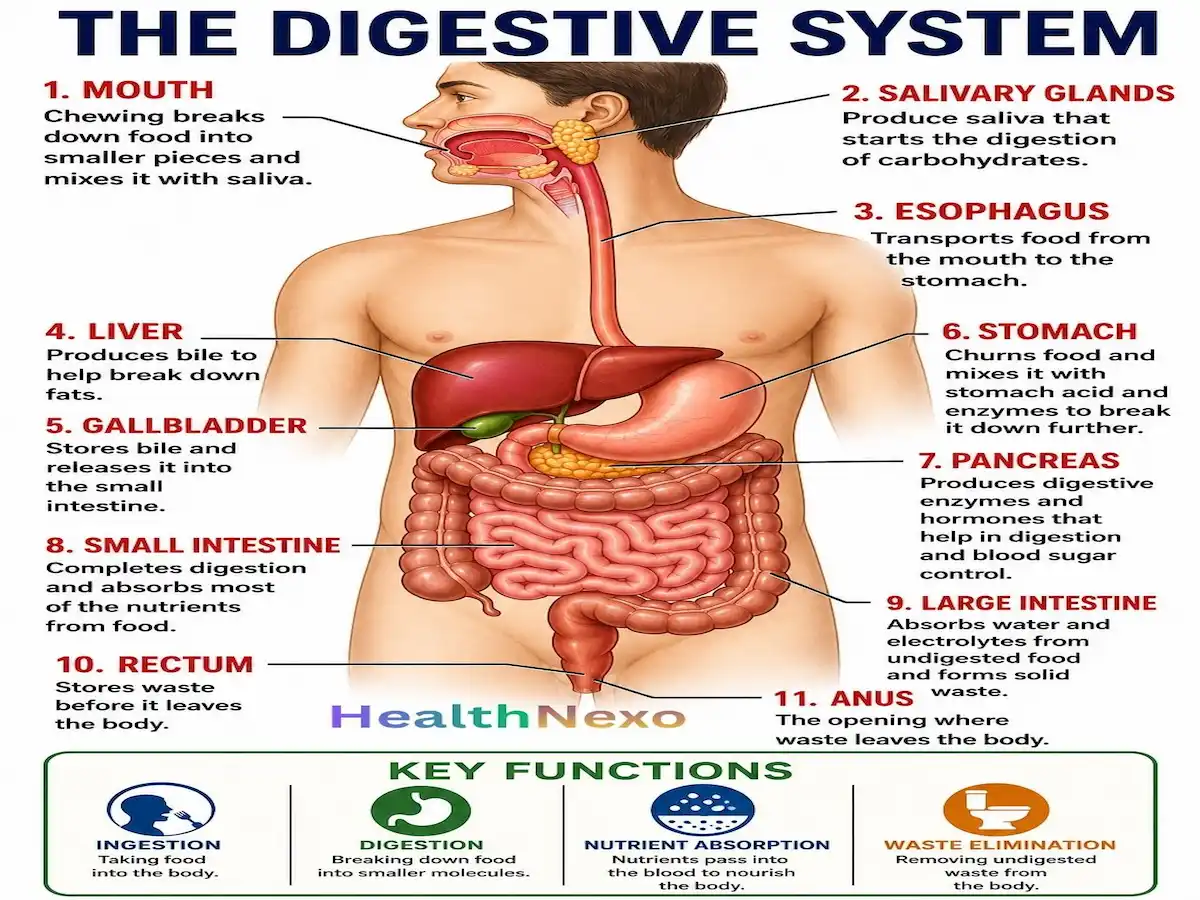 the Digestive System